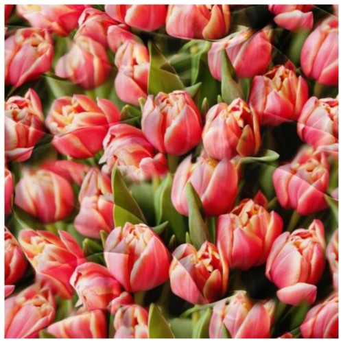 Komplet Pościeli 3D 160x200 + 2x70/80 Tulipany Satyna Bawełniana 2701